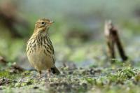 Anthus pratensis