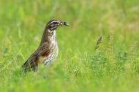 Turdus iliacus