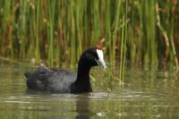 Fulica cristata