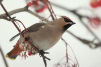 Bombycilla garrulus