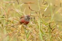 Carduelis cannabina