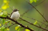 Ficedula hypoleuca