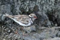 Charadrius tricollaris