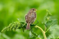 Emberiza calandra