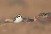 Charadrius mongolus