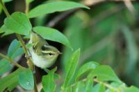 Phylloscopus proregulus