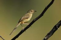 Prinia polychroa