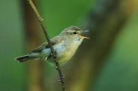 Phylloscopus trochiloides