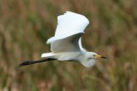 Ardea intermedia