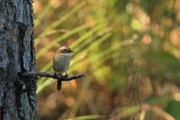 Saxicola ferreus