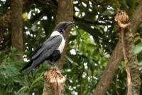 Corvus albus