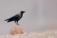 Corvus splendens