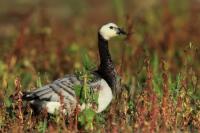 Branta leucopsis