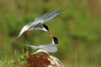 Iceland - fauna