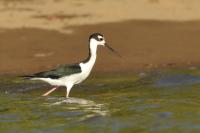 Himantopus mexicanus