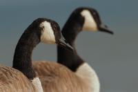 Branta canadensis