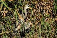 Ardea herodias