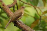 Turdus grayi