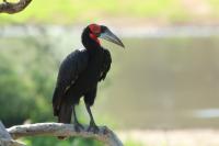 Bucorvus leadbeateri 