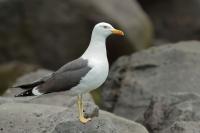 Larus fuscus