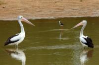 Pelecanus conspicillatus