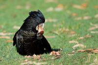 Calyptorhynchus banksii