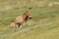 Przewalski's  Horse