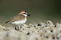 Charadrius alexandrinus