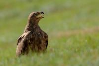 Aquila nipalensis