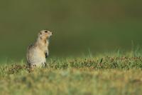 Long-tailed ground squirrel