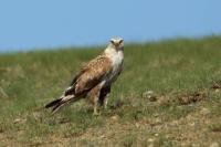 Buteo hemilasius