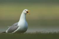 Larus vegae mongolicus