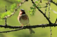 Emberiza leucocephalos