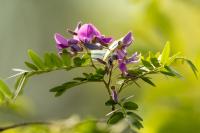 Zambia - FLORA