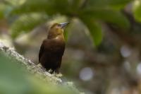 ECUADOR-FAUNA