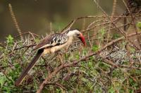 ETHIOPIA FAUNA