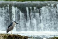 Nycticorax nycticorax