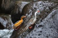 ECUADOR-FAUNA