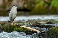 Nycticorax nycticorax