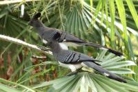 ETHIOPIA FAUNA