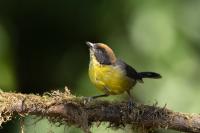 ECUADOR-FAUNA