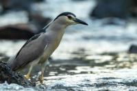 Nycticorax nycticorax