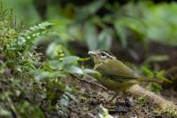 ECUADOR-FAUNA