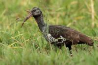 ETHIOPIA FAUNA