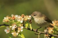 Poland - fauna