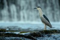 Nycticorax nycticorax