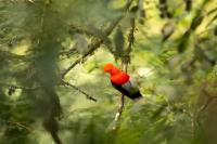 ECUADOR-FAUNA