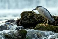 Nycticorax nycticorax