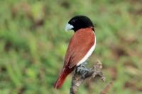 Sri Lanka FAUNA