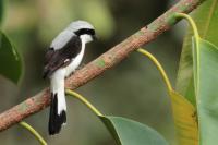 ETHIOPIA FAUNA